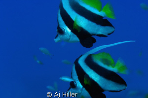 Two bannerfish float peacefully in the South Pacific blue... by Aj Hiller 